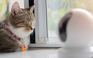 ライブカメラで見守り