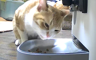 ごはんをあげる体験